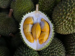 Sau Musang King