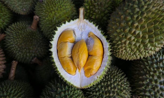 Sau Musang King