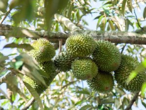 Sau Musang King2