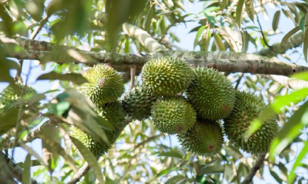 Sau Musang King2